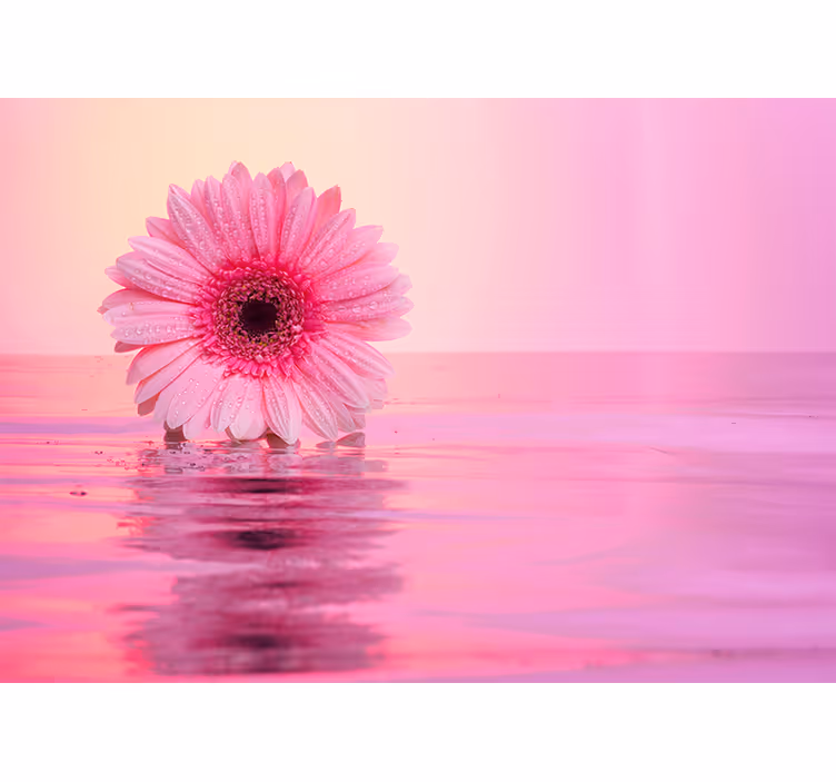 fototapeta roza gerbera z rožami - TenStickers