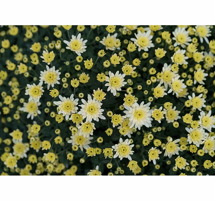 Cvetoča rumena stenska fototapeta krizanteme - TenStickers