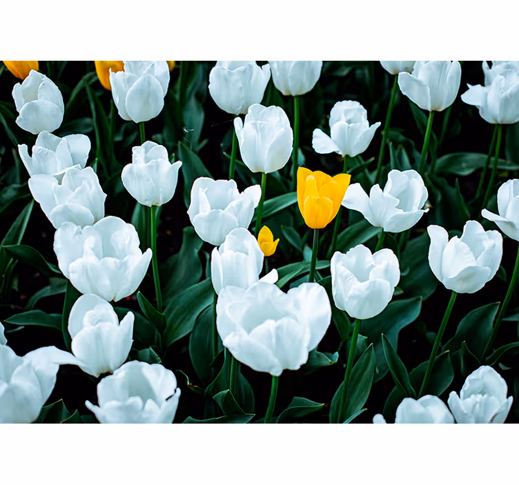 Cvetijo beli tulipani Fototapete cvetje - TenStickers