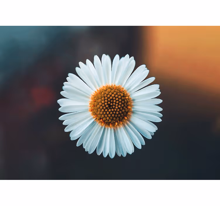 Daisy floral design fototapete s cvetjem - TenStickers