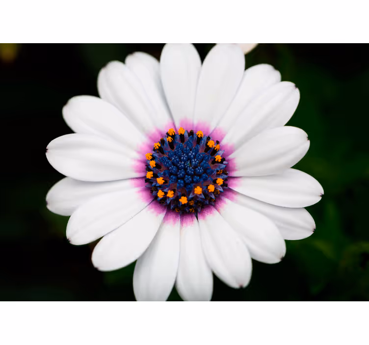 White flower blossom fototapete cvetje - TenStickers