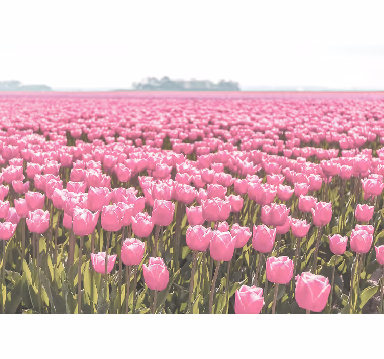 Pink tulip fields fototapeta z makovimi cvetovi - TenStickers