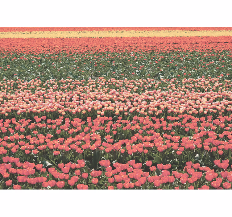 Tulip field landscape fototapete cvetje - TenStickers