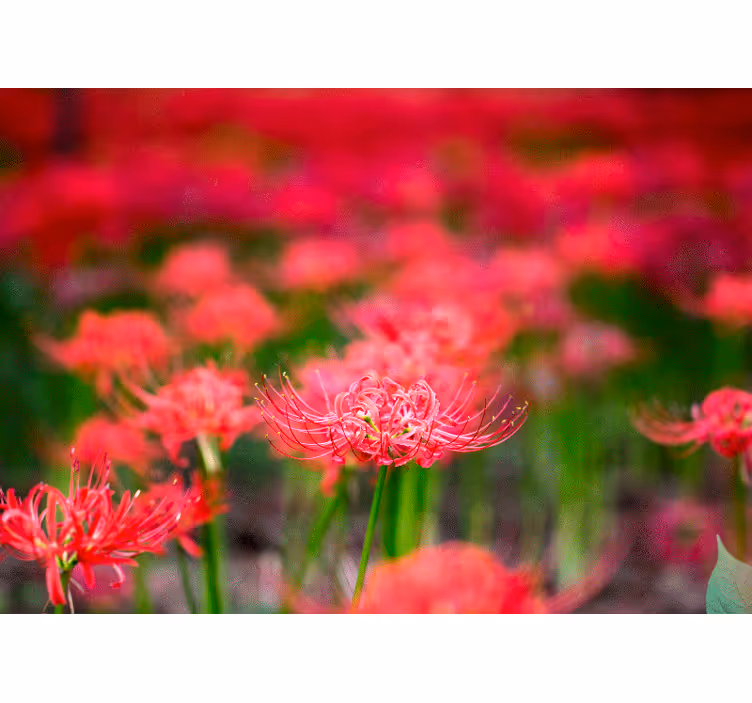 Lively crimson flowers fototapeta z makovimi cvetovi - TenStickers