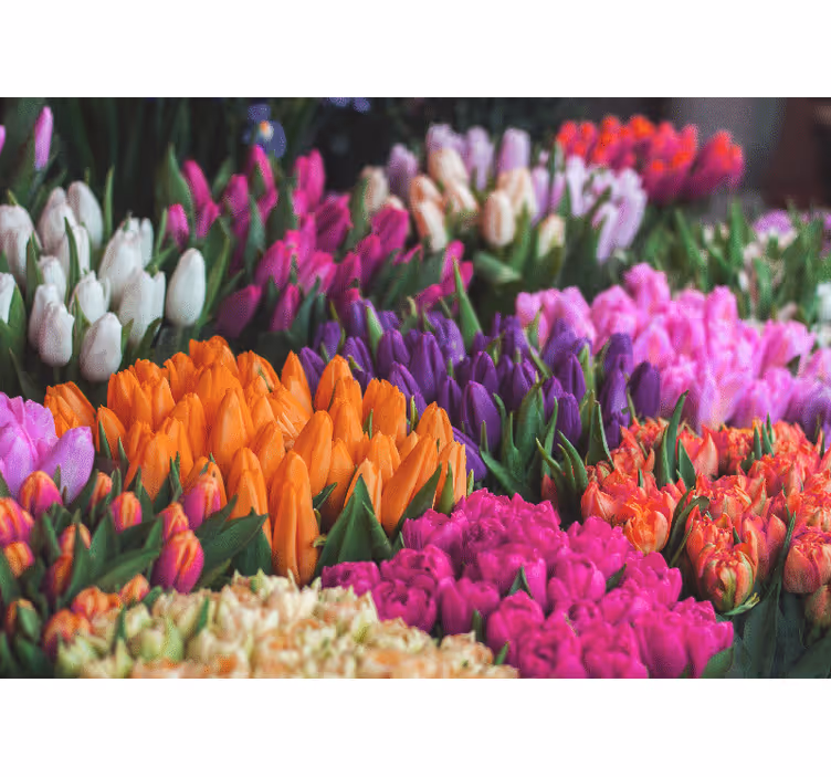 Tulip garden display fototapete s cvetjem - TenStickers