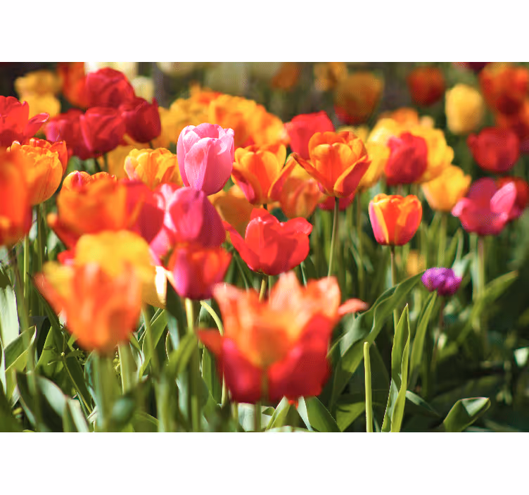 Vibrant tulip field fototapete s cvetjem - TenStickers