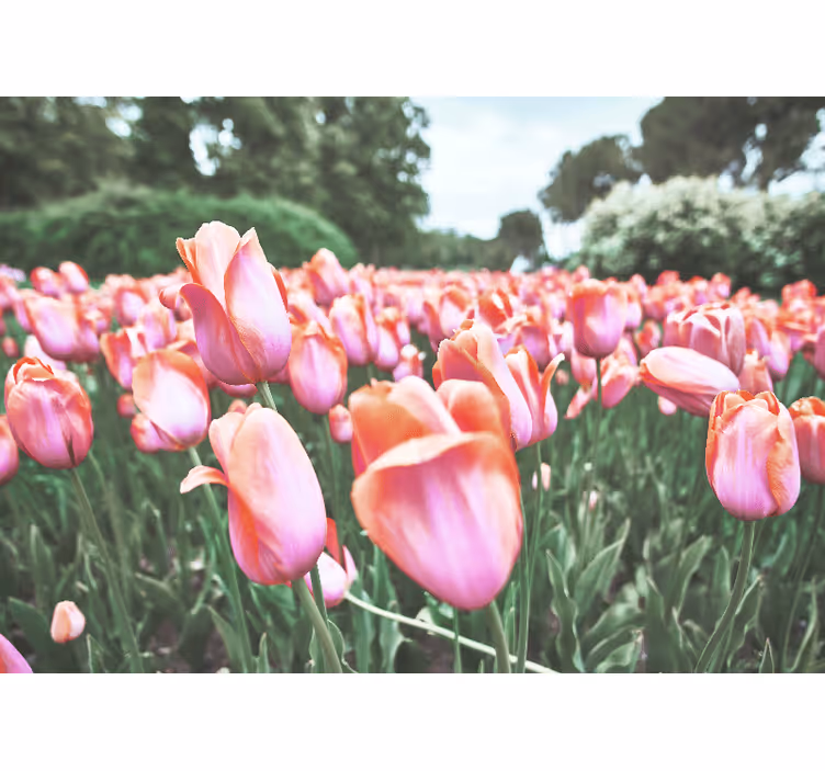 Tulip field bloom fototapeta z makovimi cvetovi - TenStickers