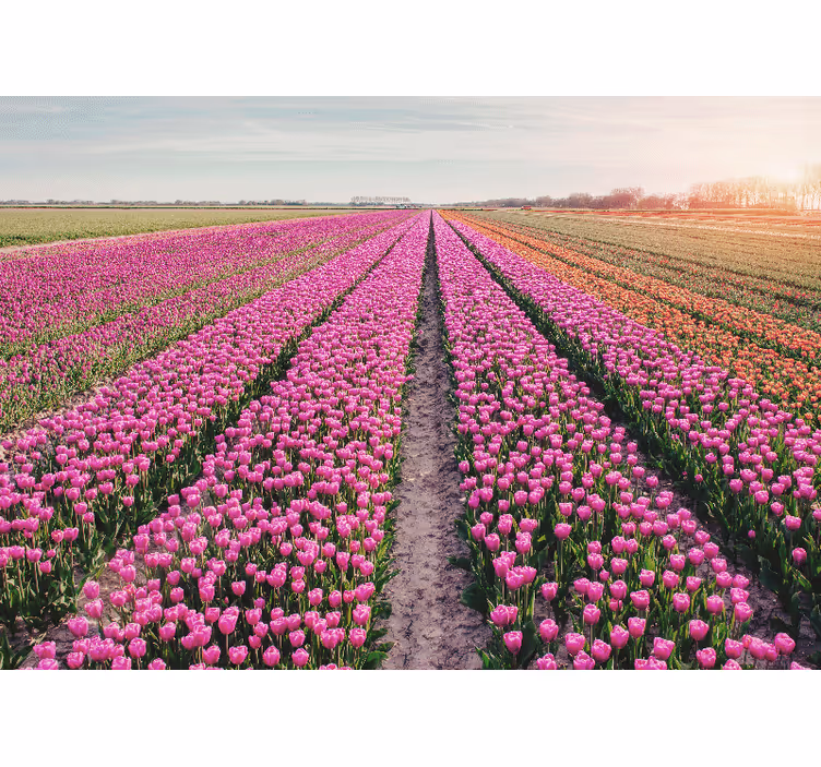 Polje tulipanov fototapeta tulipanov - TenStickers