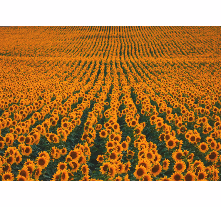 Sunflower meadow fototapete cvetje - TenStickers