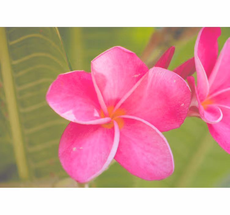 Pink floral accent fototapete cvetje - TenStickers