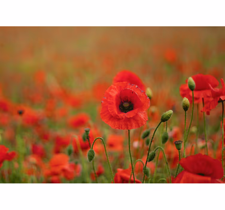 Lively poppy blossoms fototapeta z makovimi cvetovi - TenStickers