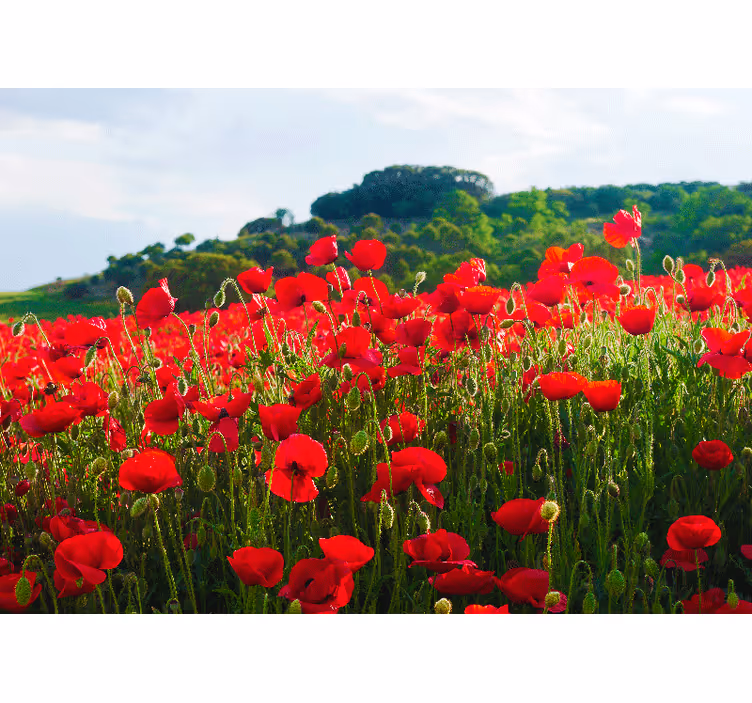 Red poppy field fototapeta z makovimi cvetovi - TenStickers