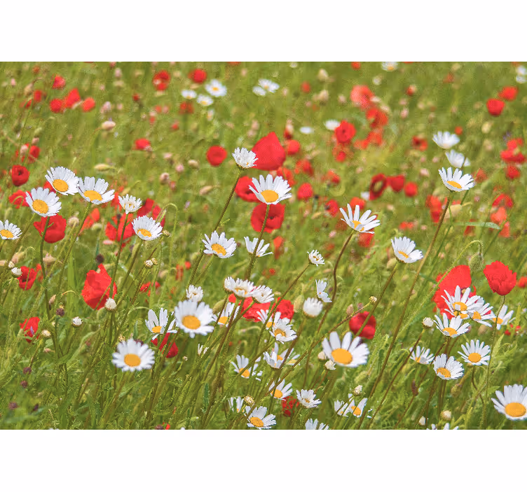 Vibrant flower field fototapete s cvetjem - TenStickers