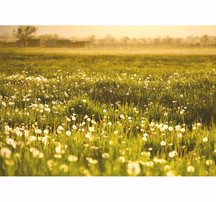 Dandelion meadow scene fototapete cvetje - TenStickers