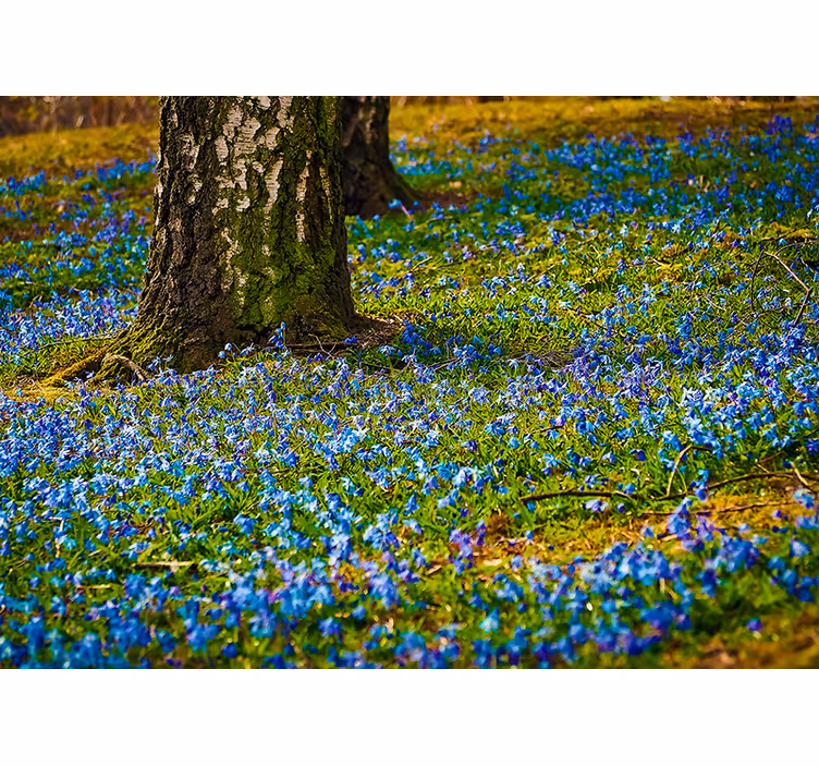 Bluebell meadow scene fototapete cvetje - TenStickers
