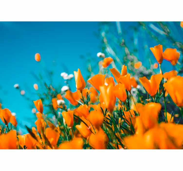 Golden poppy blossoms fototapete cvetje - TenStickers