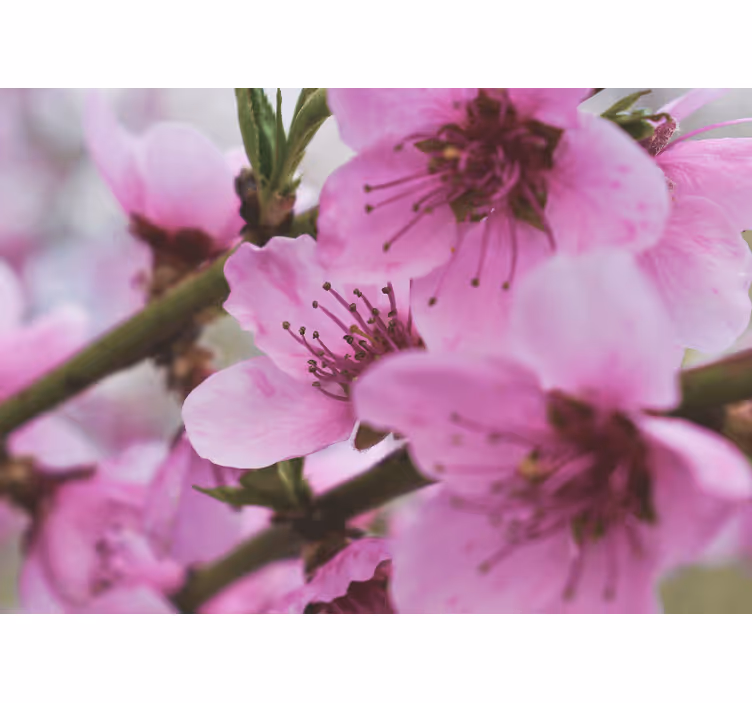 Radiant pink flowers fototapeta z makovimi cvetovi - TenStickers