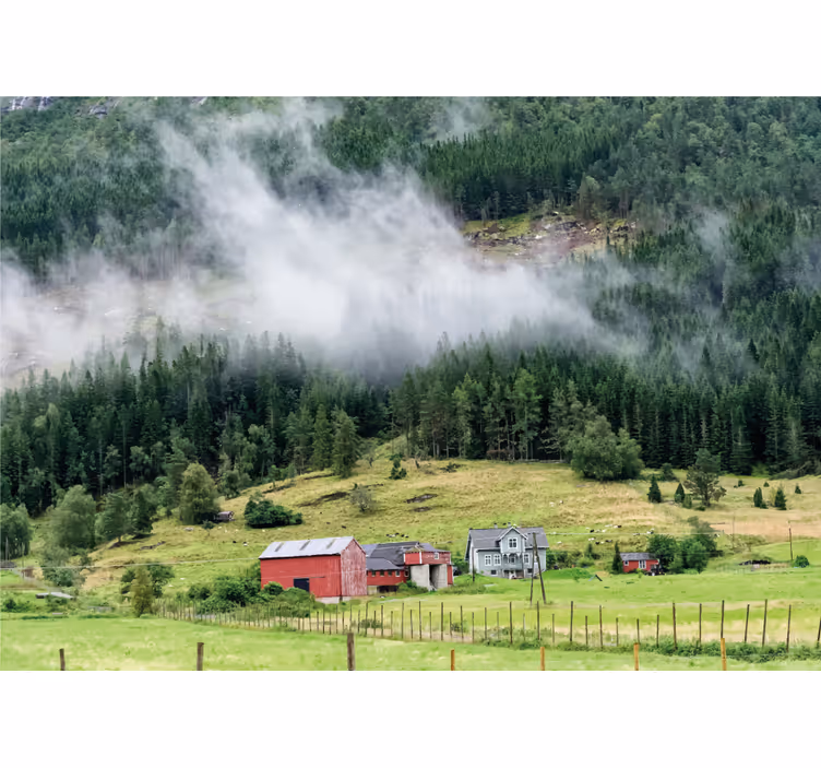 Norveški gozd Fototapete Narava - TenStickers