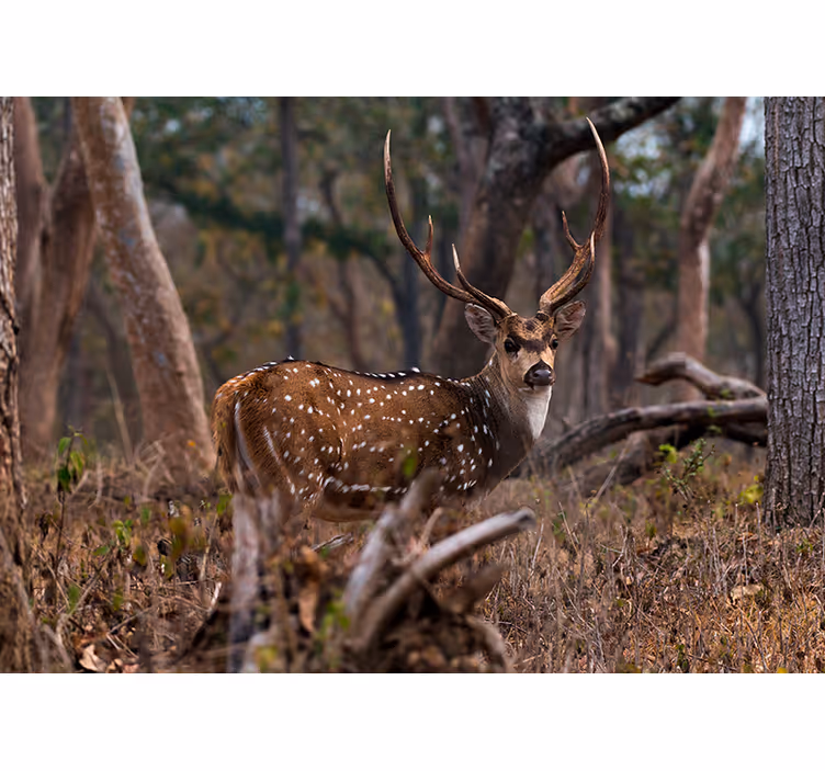 Elegant spotted deer fototapete z živalmi - TenStickers