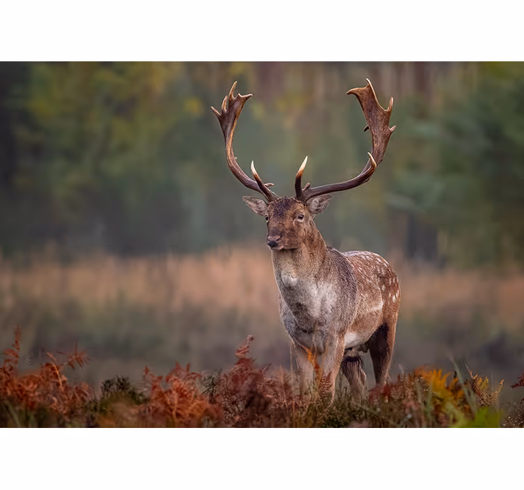 Majestic stag presence fototapete z živalmi - TenStickers