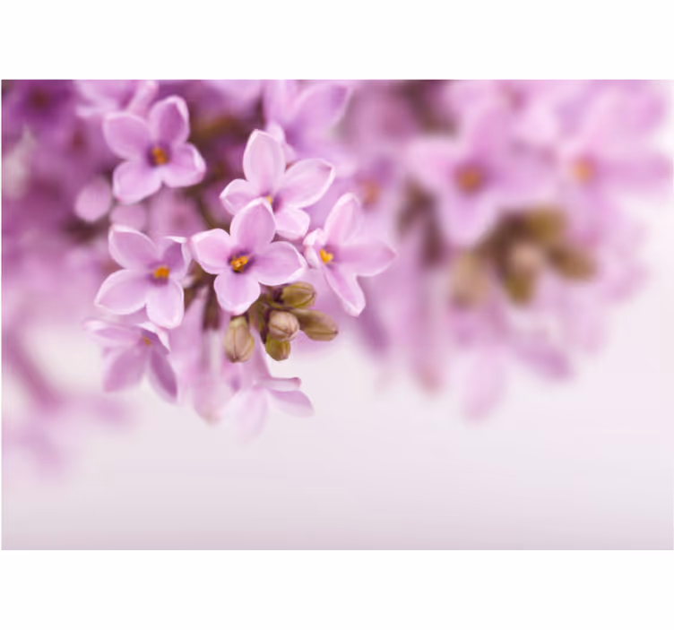 Delicate lilac blooms fototapete cvetje - TenStickers