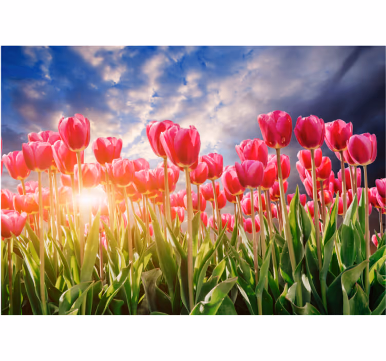 Radiant tulip field fototapete cvetje - TenStickers