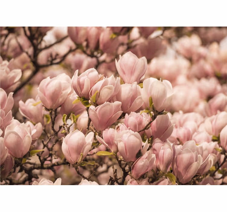 Cvetoča magnolija Fototapete cvetje - TenStickers