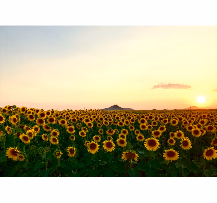 Sončnično polje ob svitu fototapete cvetje - TenStickers