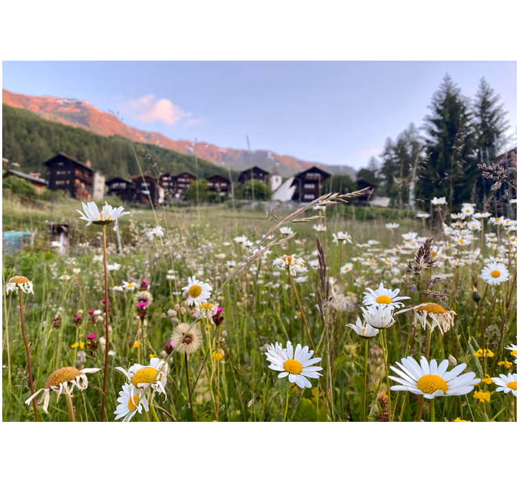 Flowering meadow view fototapete cvetje - TenStickers