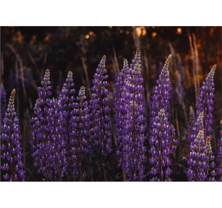 Purple flower fields fototapete cvetje - TenStickers