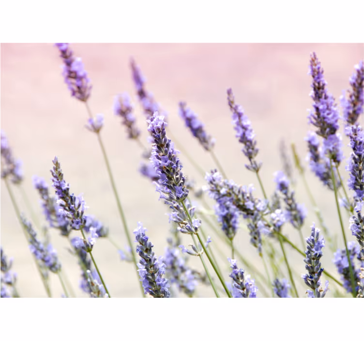 Lavender floral elegance fototapete cvetja - TenStickers