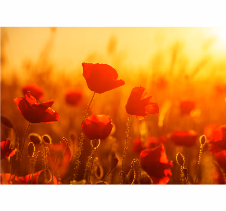 Poppy field sunrise fototapeta z makovimi cvetovi - TenStickers