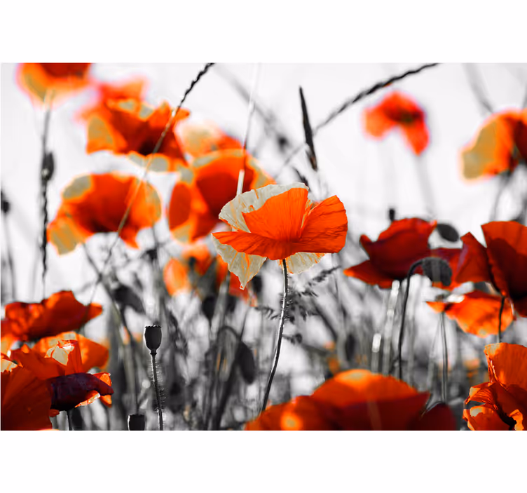 Lively poppy meadow fototapeta z makovimi cvetovi - TenStickers