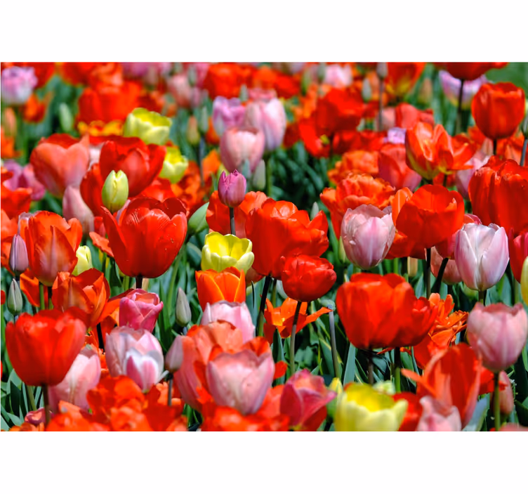 Colorful tulip meadow fototapete cvetje - TenStickers