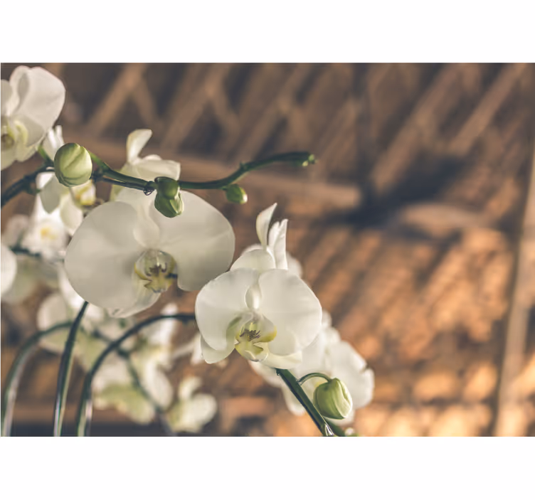 Elegant orchid blooms fototapeta z orhidejami - TenStickers