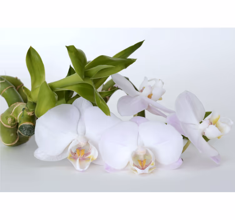 Elegant orchid arrangement fototapeta z orhidejami - TenStickers