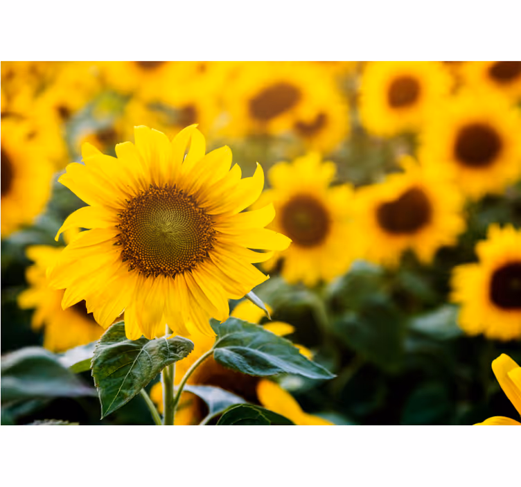 Sunflower field bloom fototapete cvetje - TenStickers