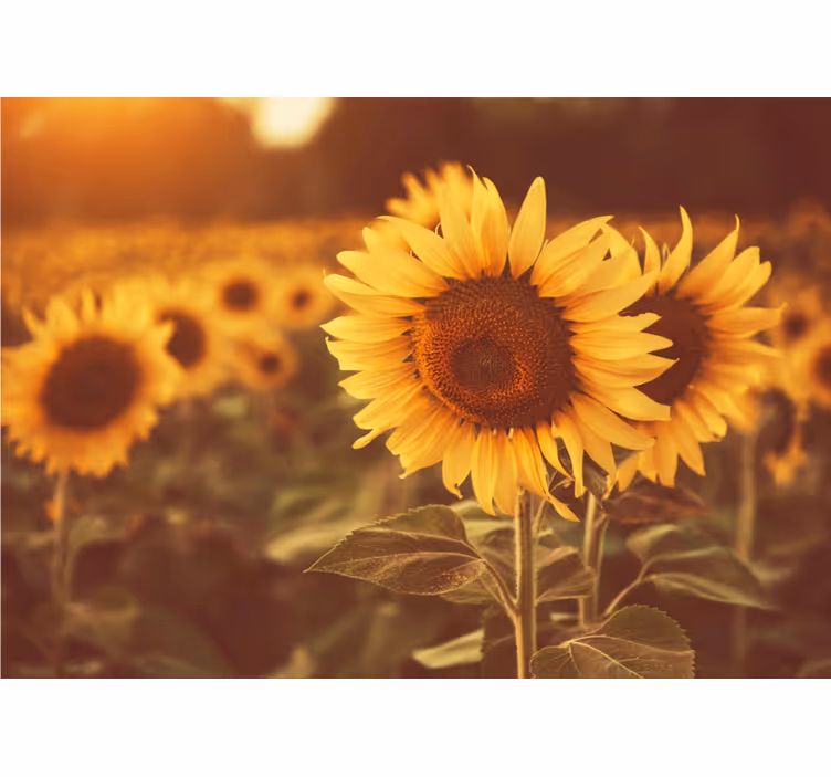 Sunflower fields fototapete cvetje - TenStickers