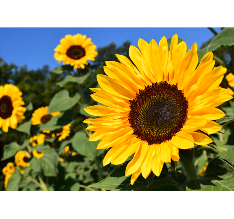 Sunflower beauty fototapete s cvetjem - TenStickers