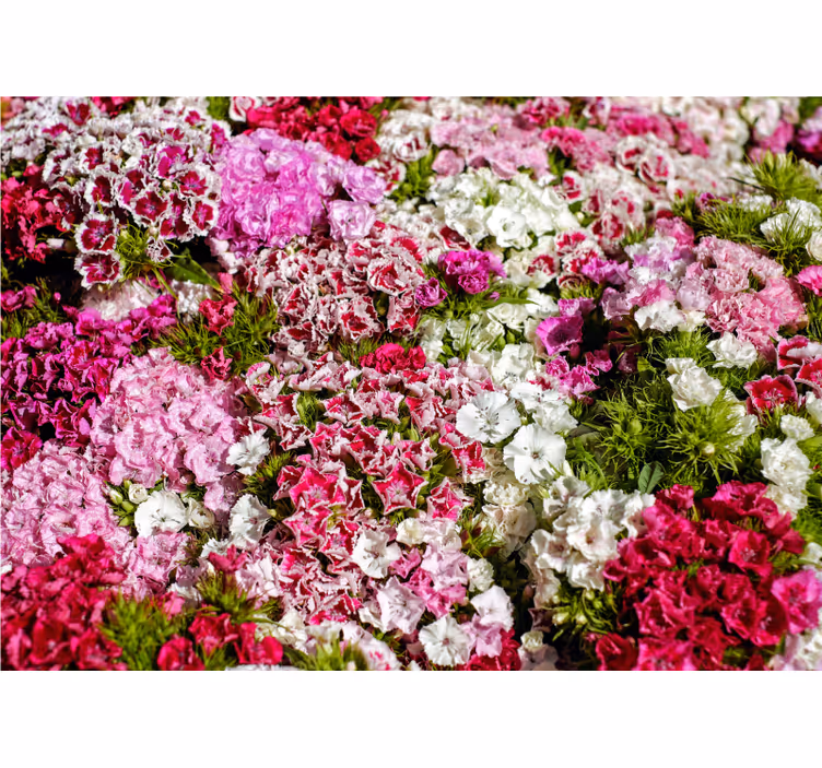 Vibrant floral garden fototapete cvetje - TenStickers