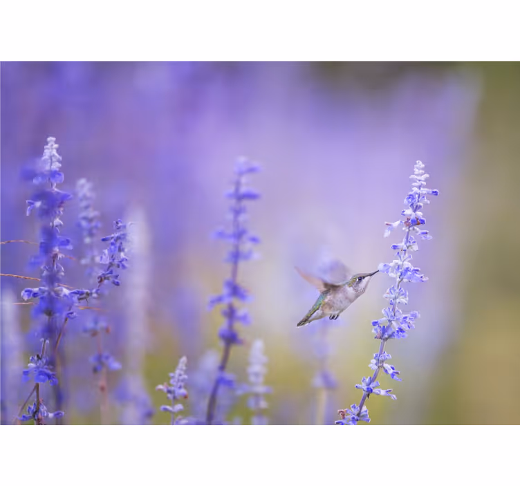 Hummingbird and flowers fototapete cvetje - TenStickers