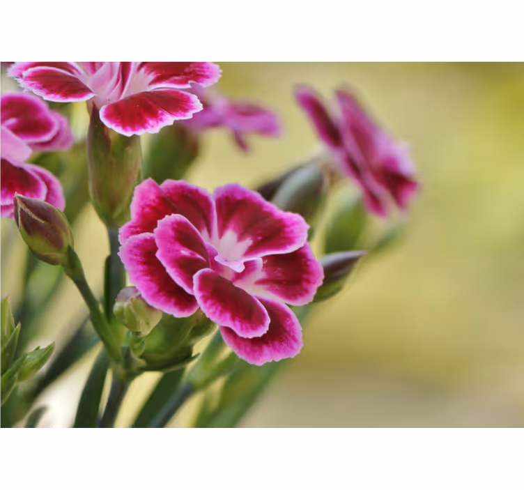 Floral delight fototapeta z makovimi cvetovi - TenStickers