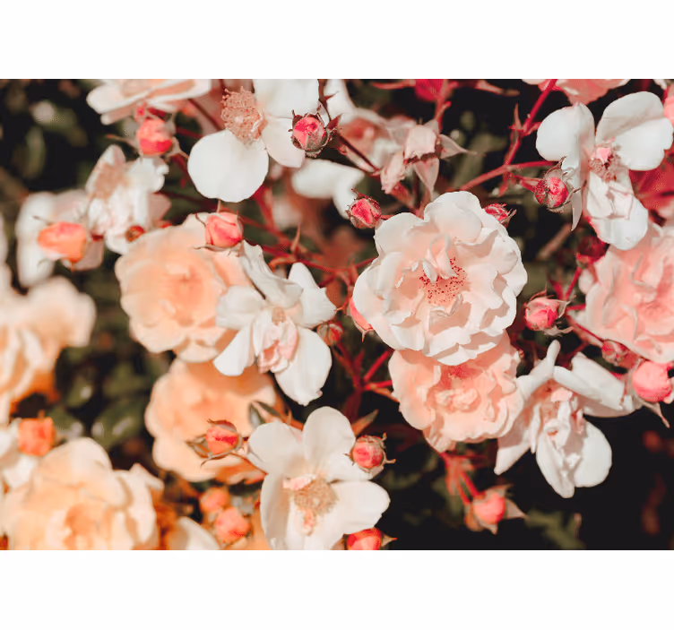 Blossoming rose petals fototapete cvetje - TenStickers