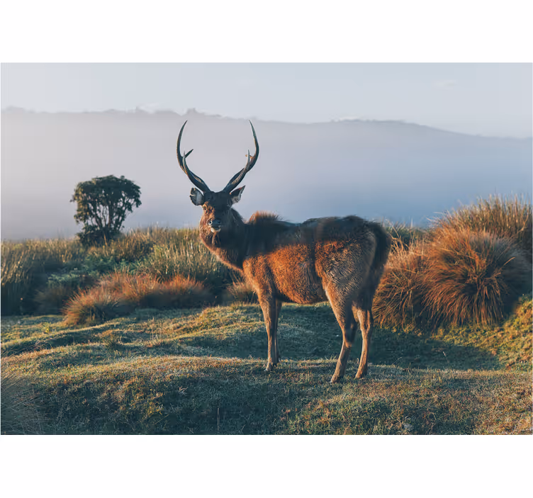 Majestic stag profile in fototapete z živalmi - TenStickers