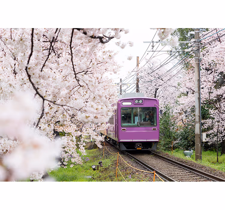 Cherry blossom train fototapete mest in držav - TenStickers