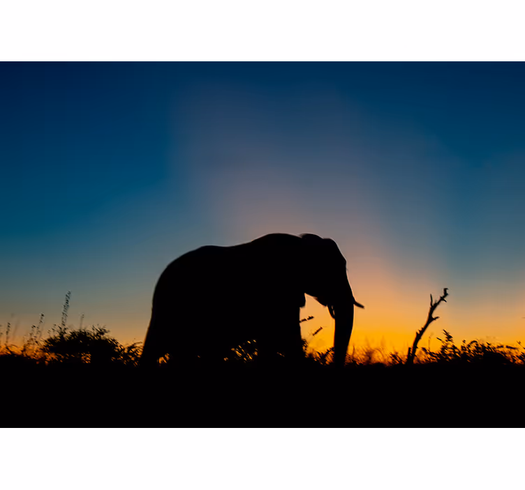 Elephant silhouette sunset fototapete z živalmi - TenStickers