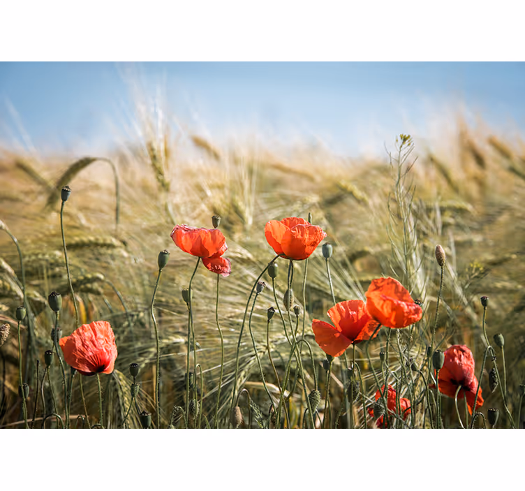 Poppy meadow tranquility fototapeta z maki - TenStickers