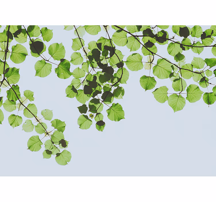 Leafy branches canopy fototapetai dreves - TenStickers