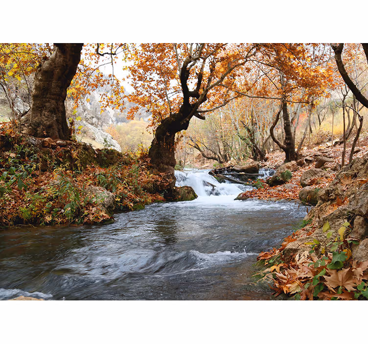 Forest stream serenity fototapete narava - TenStickers