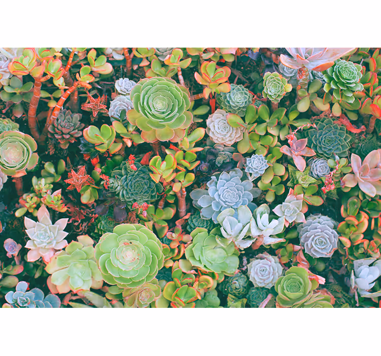 Succulent garden flora fototapete cvetje - TenStickers